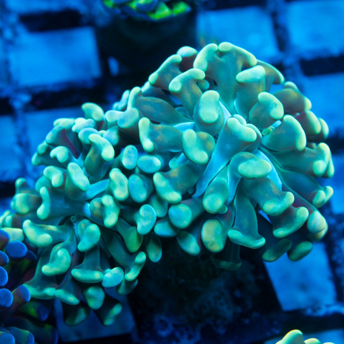 Green Indo Hammer live reef coral - AquaGemCorals