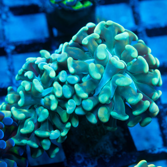 Green Indo Hammer live reef coral - AquaGemCorals