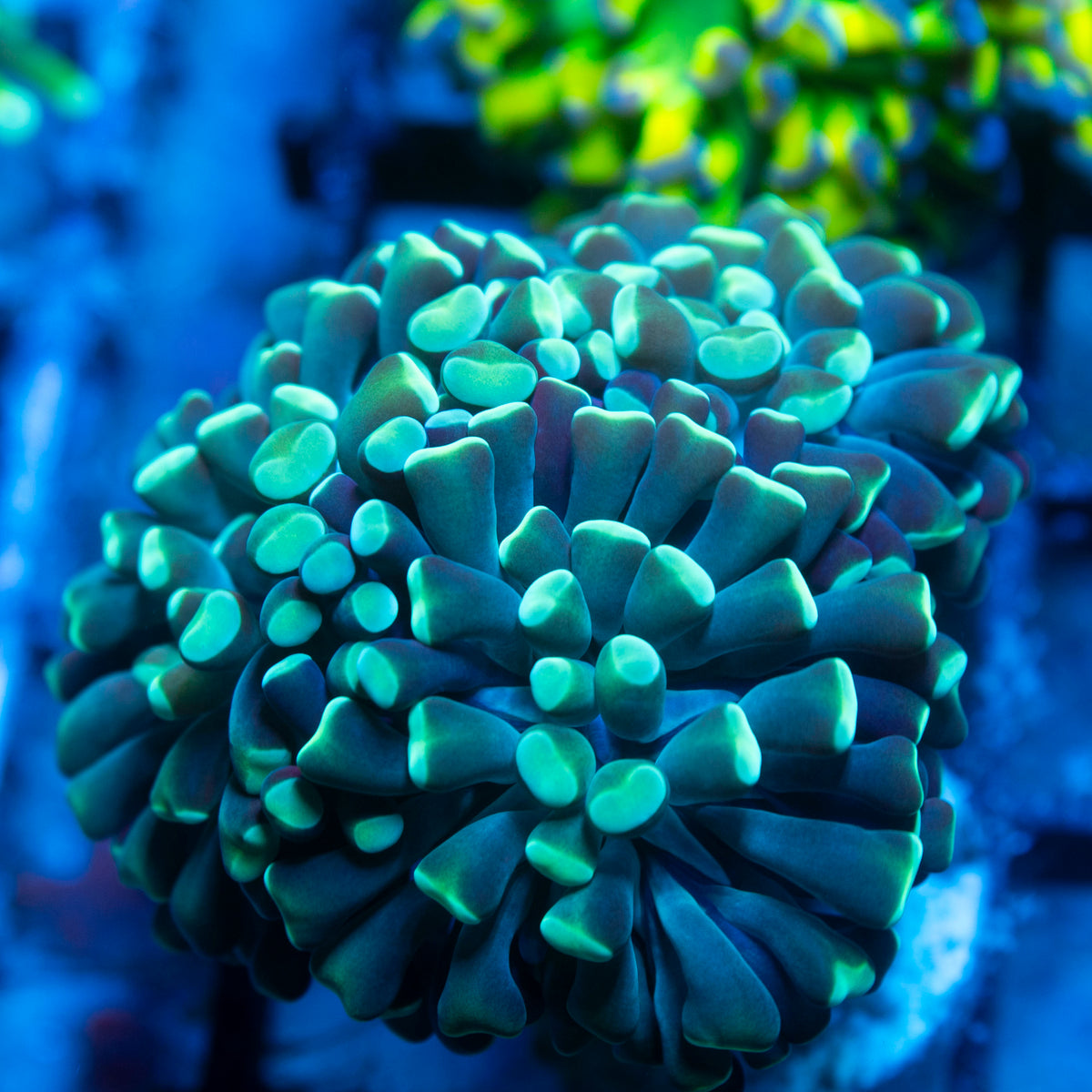 Green Indo Hammer live reef coral - AquaGemCorals