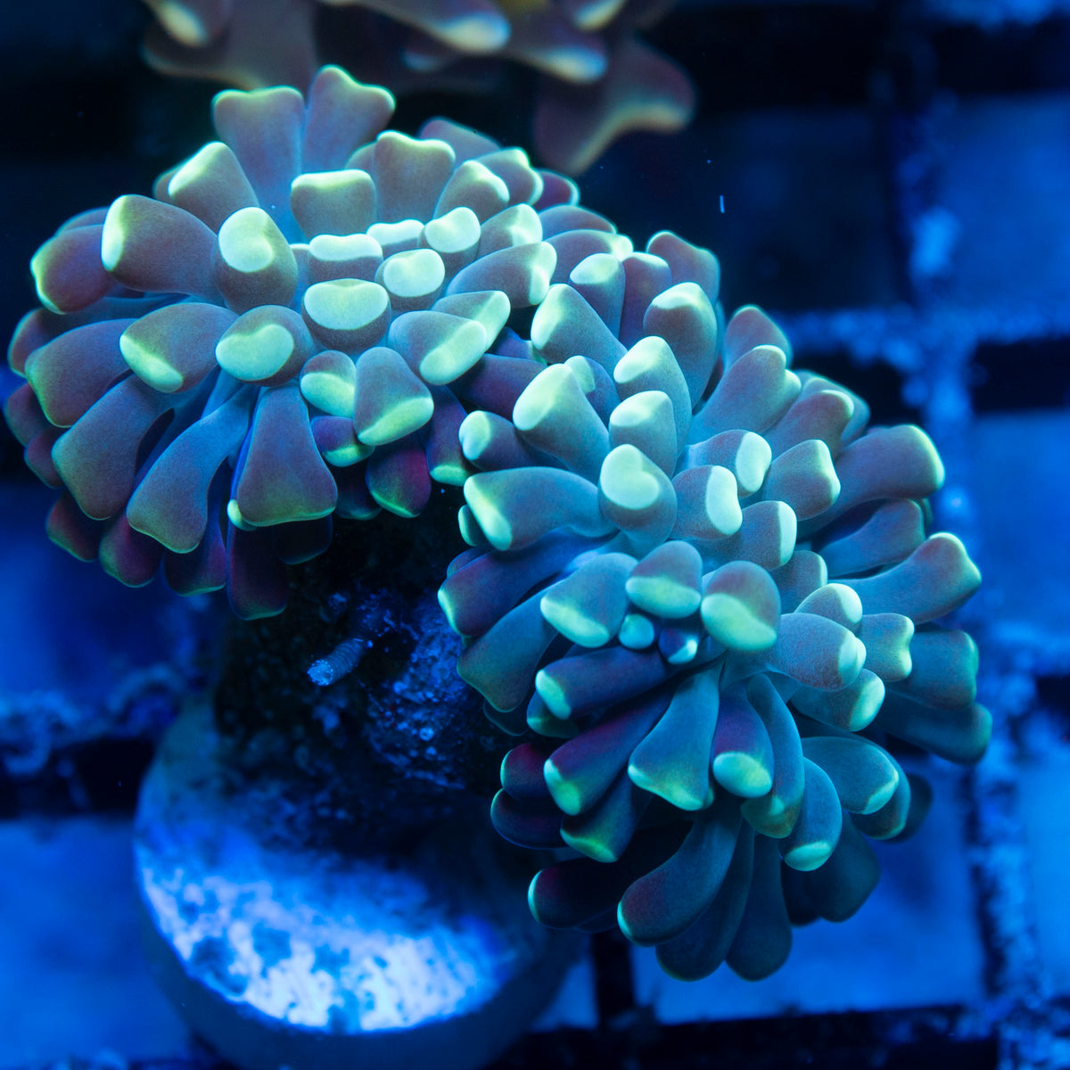 Green Indo Hammer live reef coral - AquaGemCorals