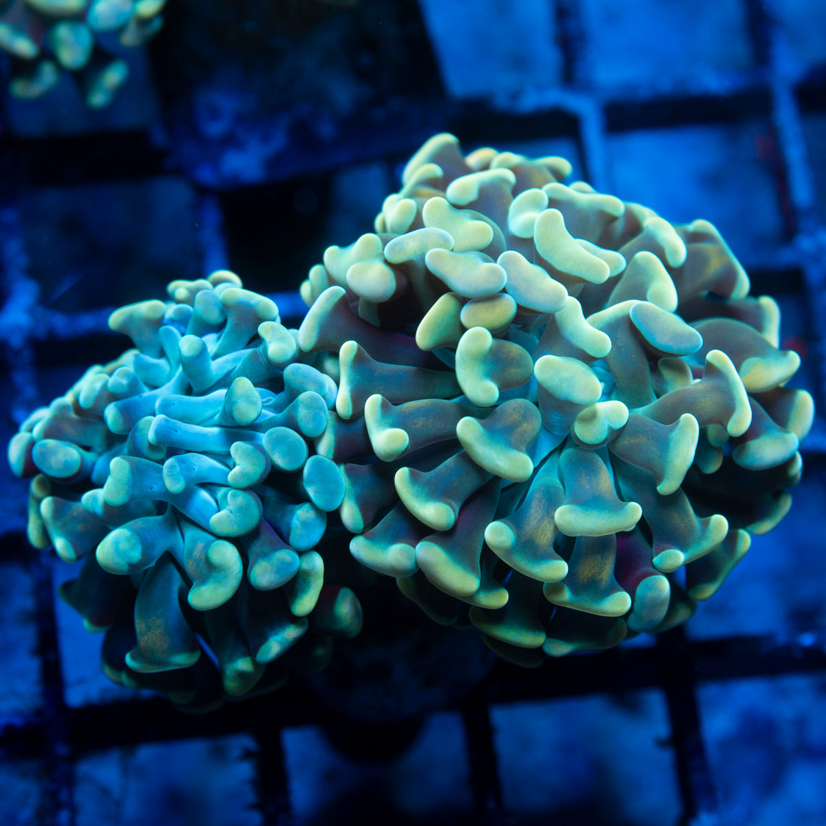 Green Indo Hammer live reef coral - AquaGemCorals