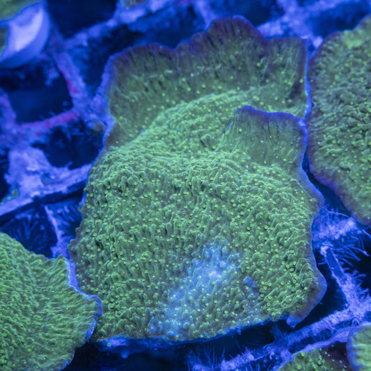 Green Monti WYSIWYG live coral for sale at AquaGemCorals