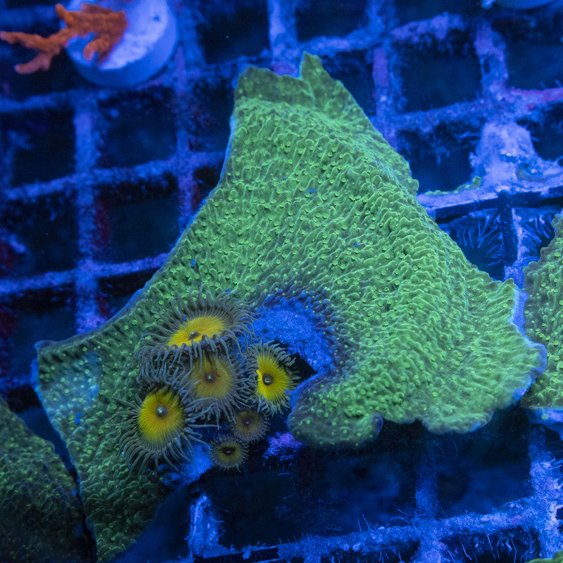 Green Monti WYSIWYG live coral for sale at AquaGemCorals