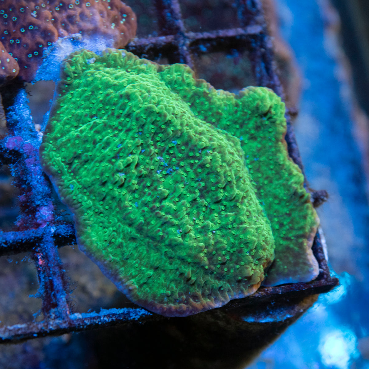 Green Monti coral frag from AquaGem Corals