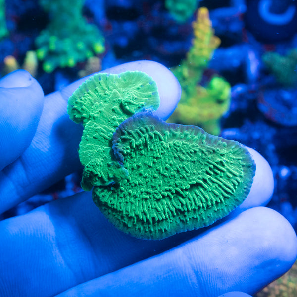 Green Montiopora Coral