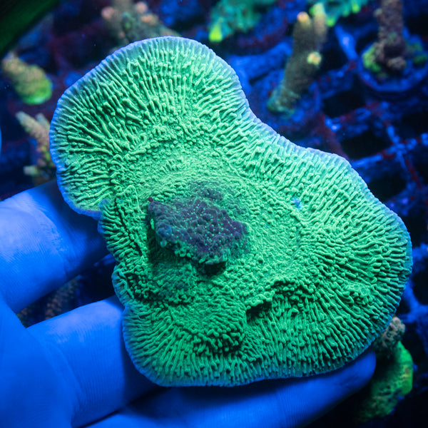 Green Montiopora Coral