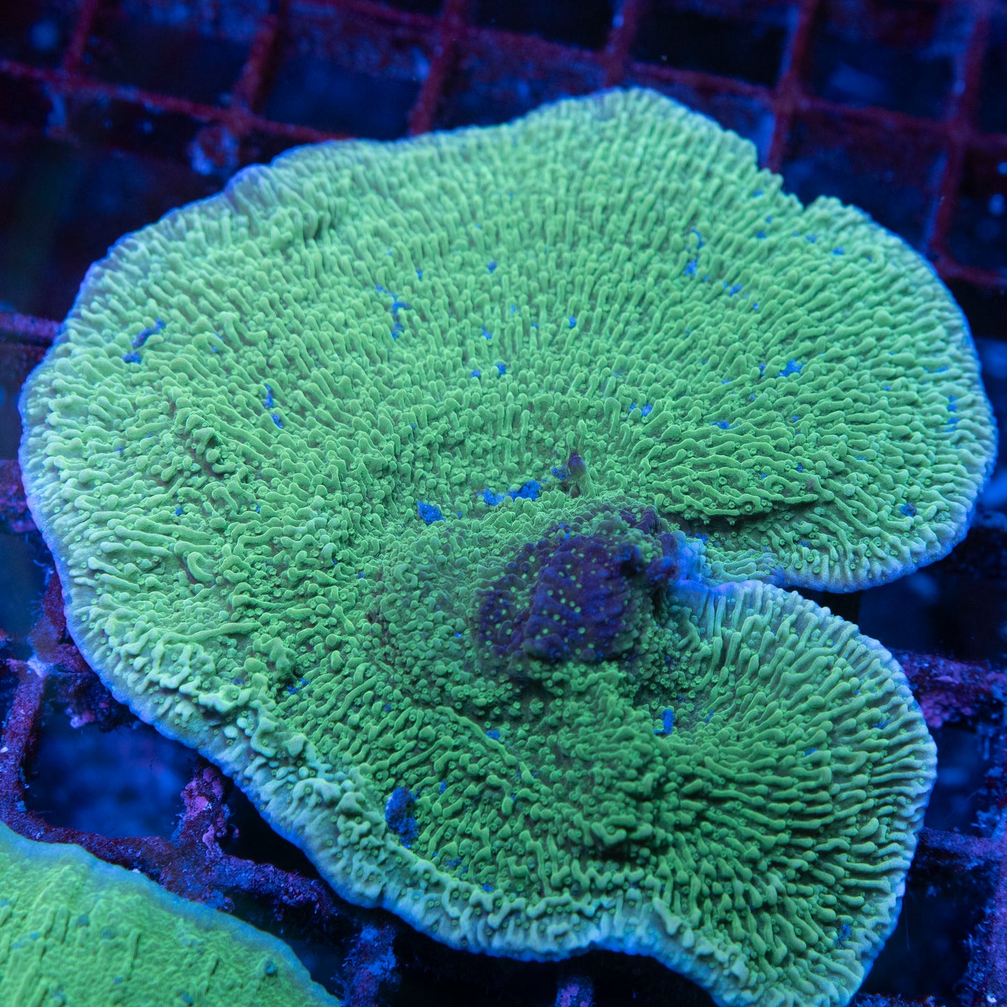 Green Montiopora