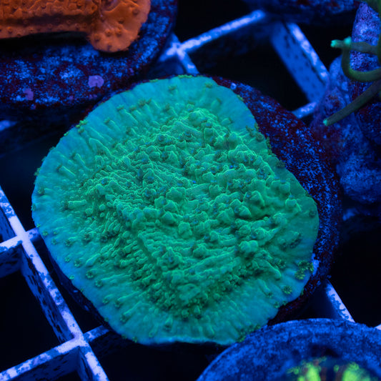 Green Montipora