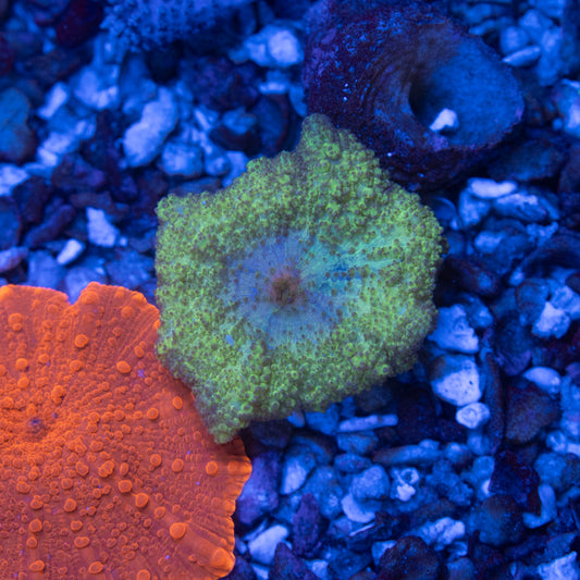 Green Neglecta Mushroom