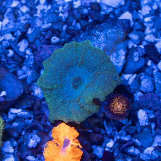 Green Neglecta Mushroom
