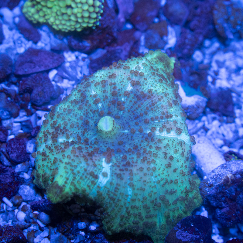 Green Neglecta Mushroom - AquaGemCorals