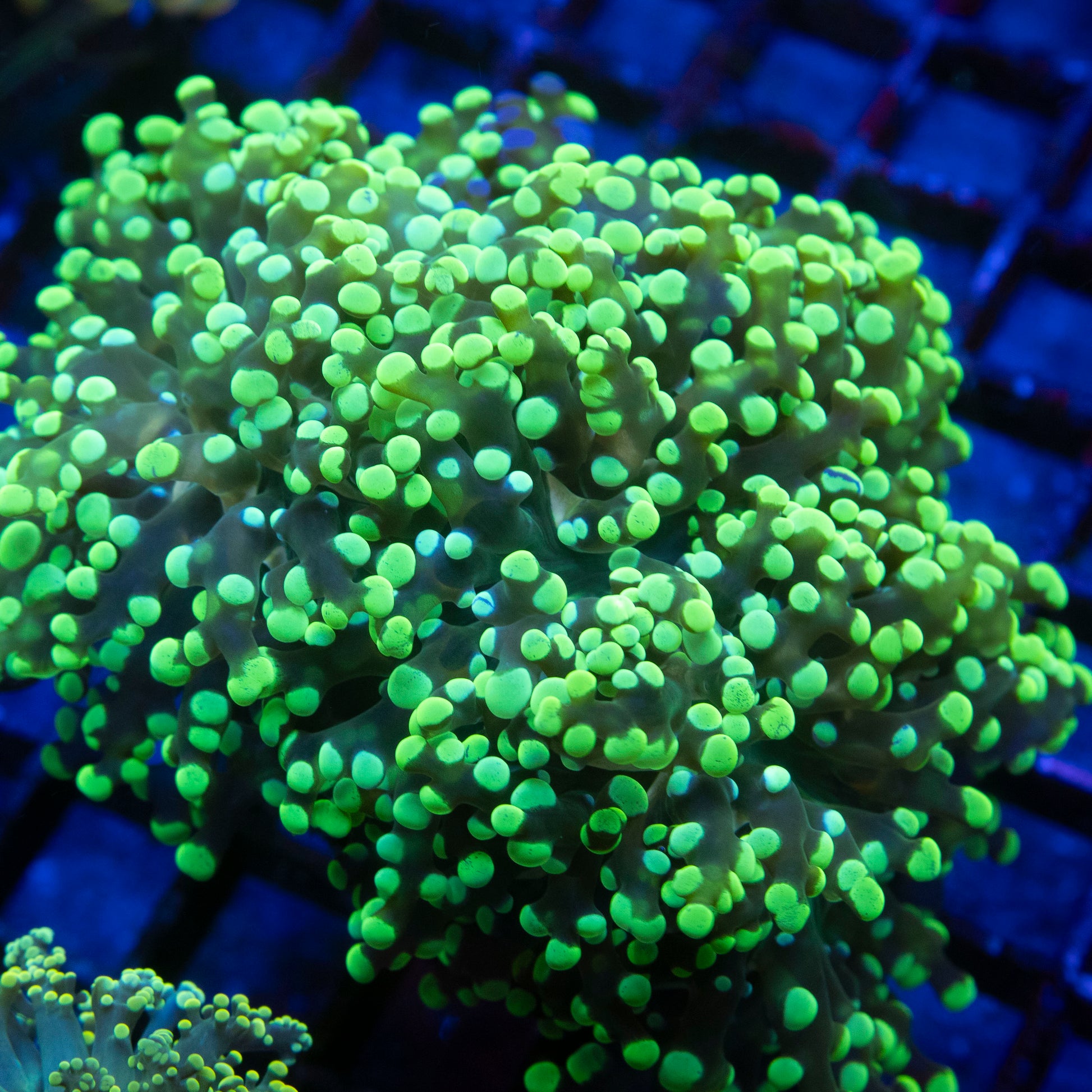Green Octospawn 3 Polyps WYSIWYG coral from AquaGemCorals