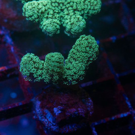 Green Pocillopora