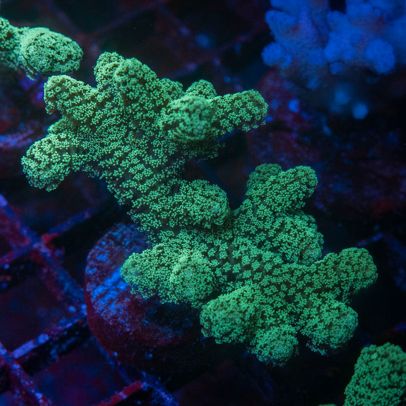 Green Pocillopora