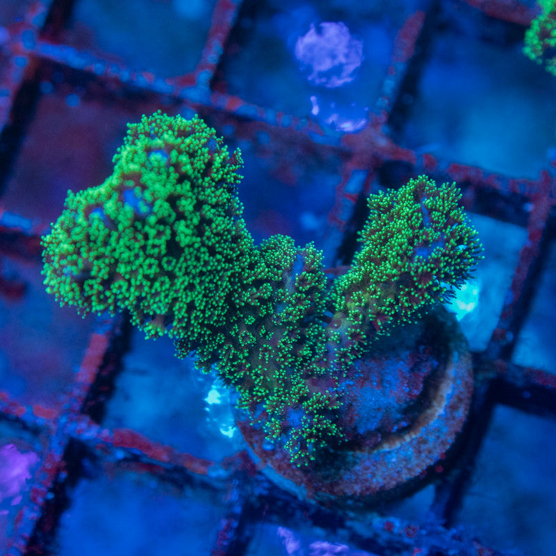 Green Pocillopora