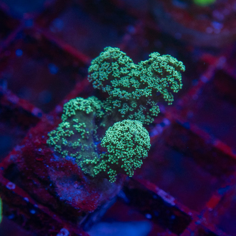 Green Pocillopora