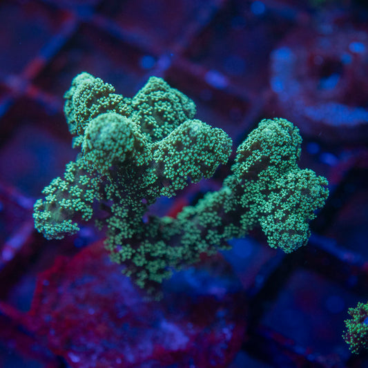 Green Pocillopora