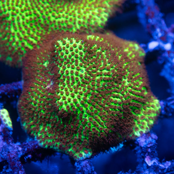 Green Porites coral