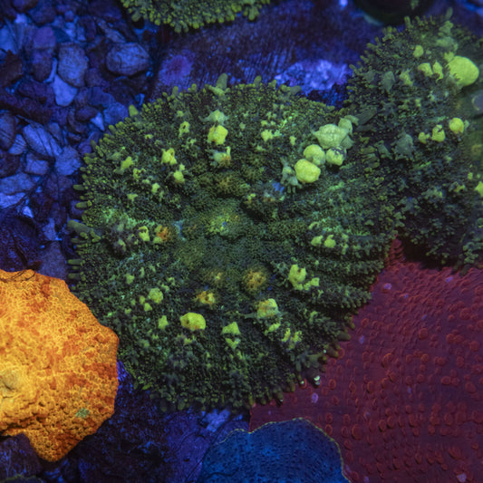 Green Rhodactis Bounce Mushroom