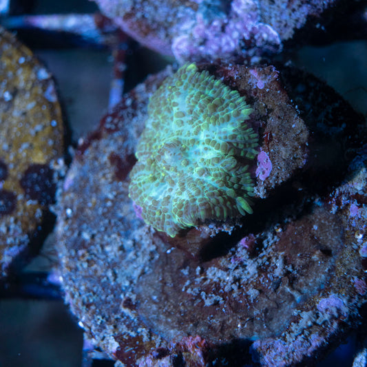 Green Rhodactis Mushroom - AquaGemCorals