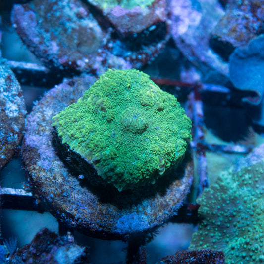 Green Rhodactis Mushroom - AquaGemCorals