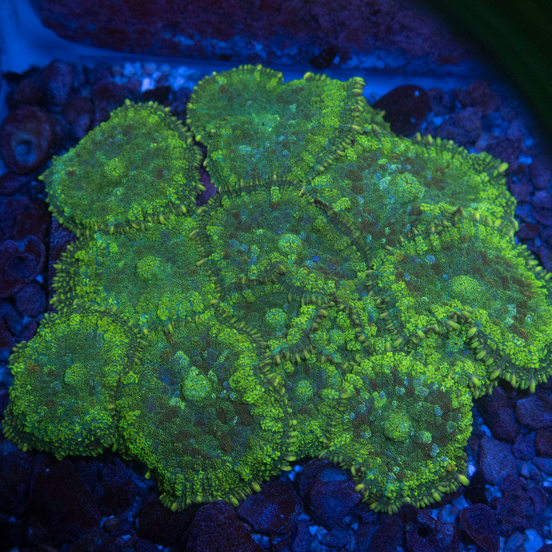 Green Rhodactis Mushroom colony
