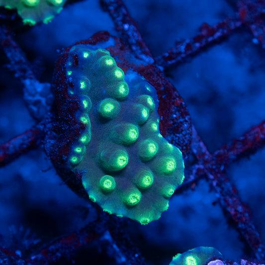 Green Scroll - AquaGemCorals