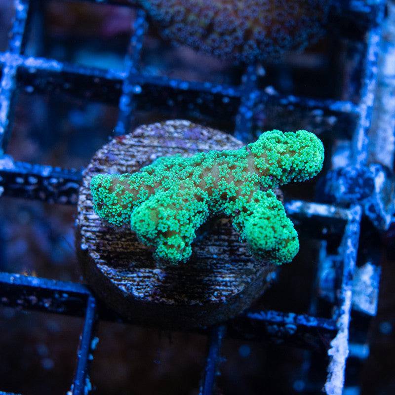 Green Seriatopora - AquaGemCorals