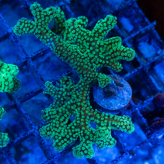 Green Seriatopora