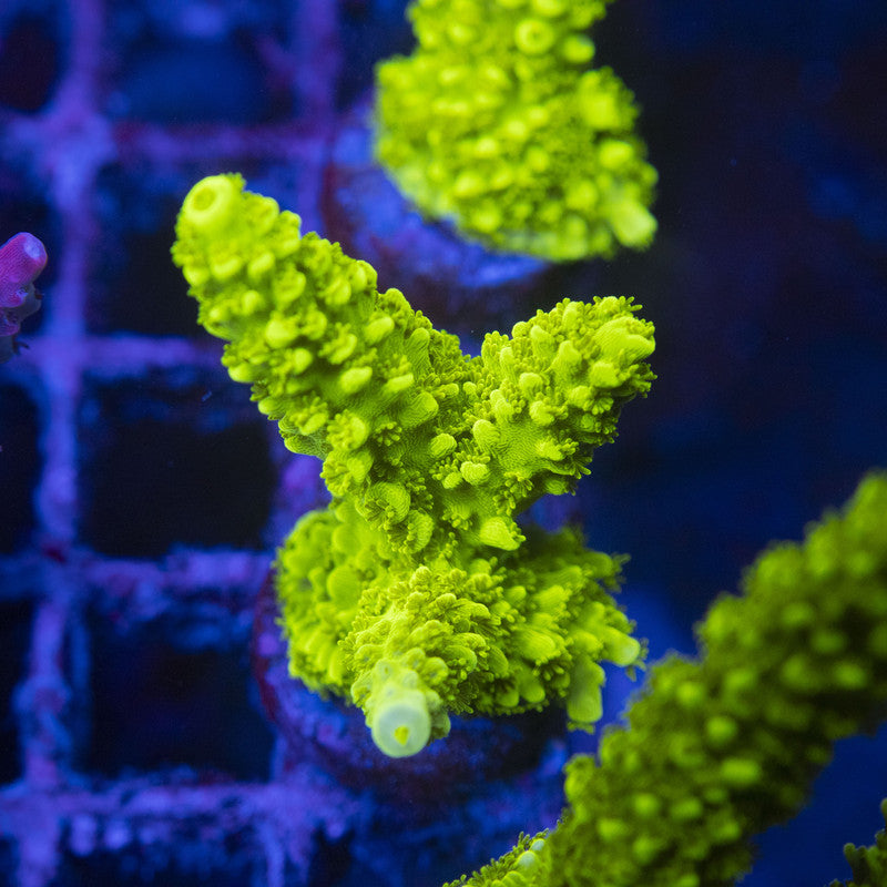 Green Slimer Acro WYSIWYG live coral for sale at AquaGemCorals