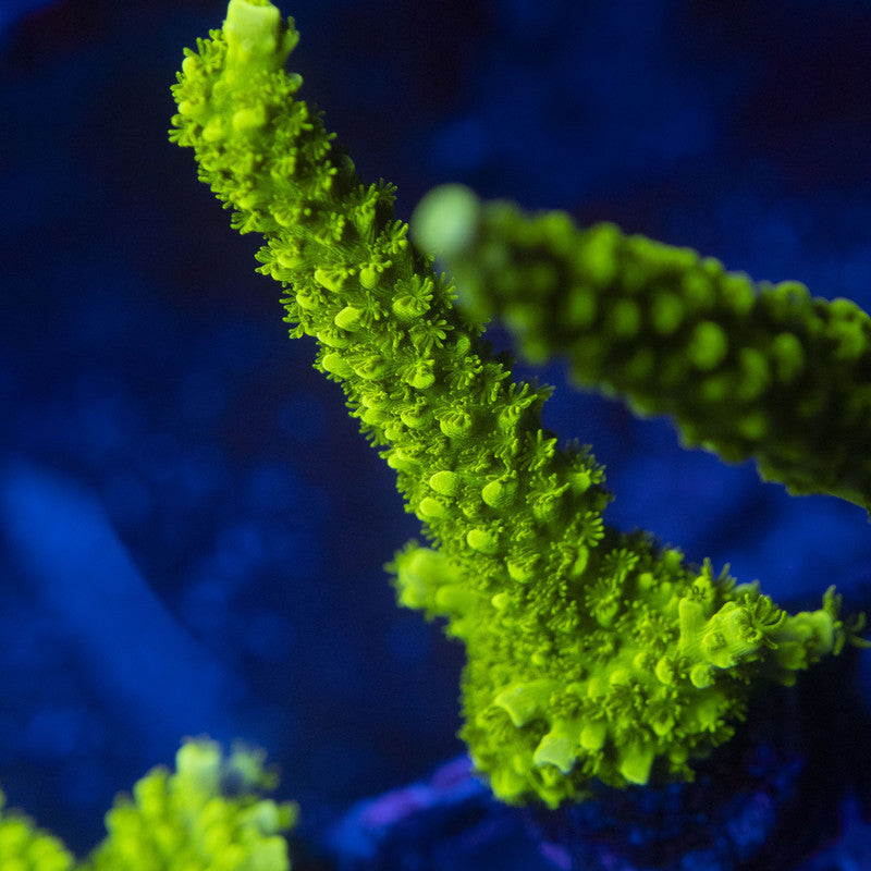 Green Slimer Acro WYSIWYG live coral for sale at AquaGemCorals