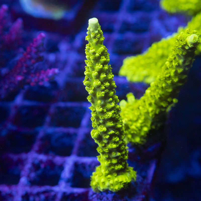 Green Slimer Acro WYSIWYG live coral for sale at AquaGemCorals