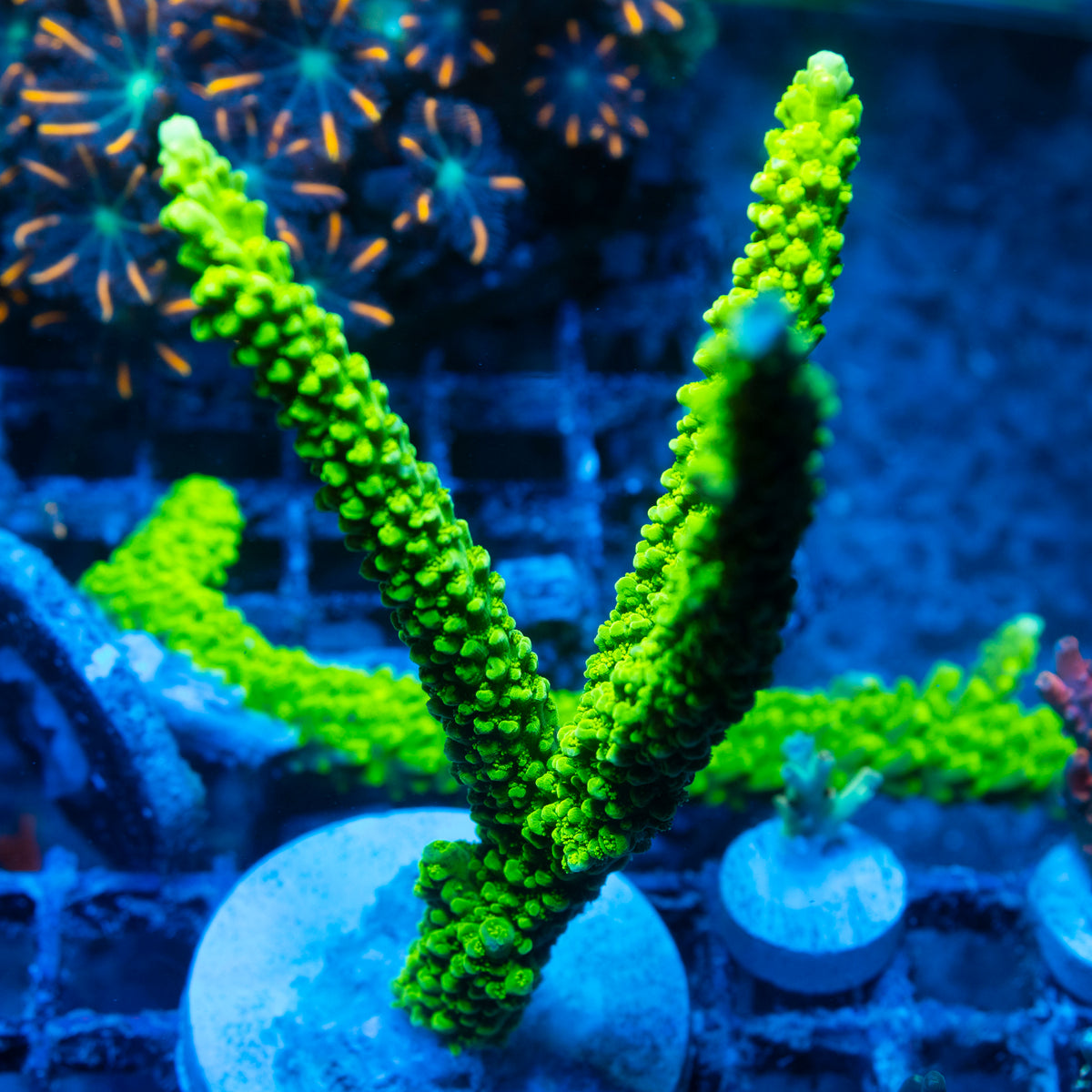 Green Slimer Acropora live reef coral - AquaGemCorals