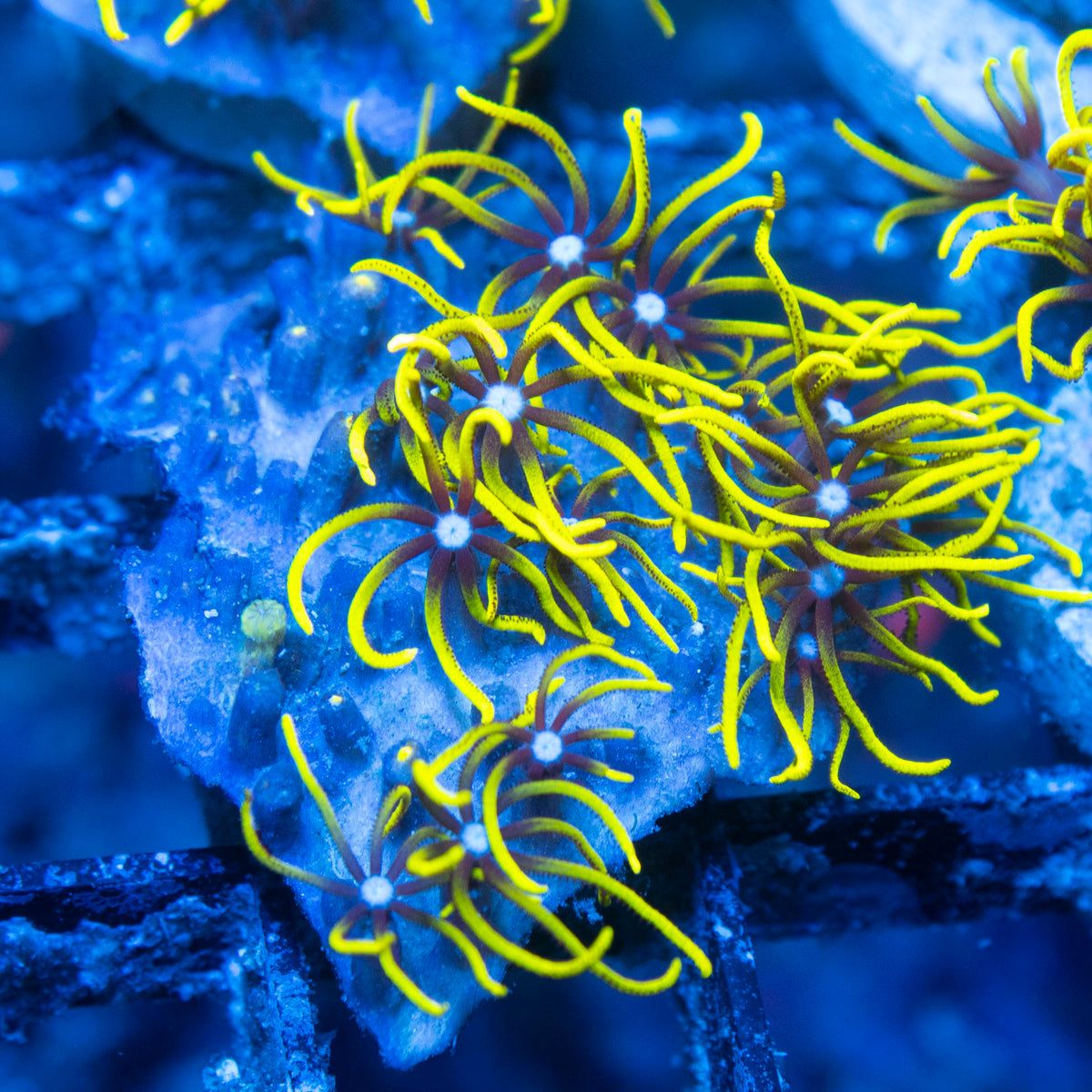Green Star Polyp live reef coral - AquaGemCorals