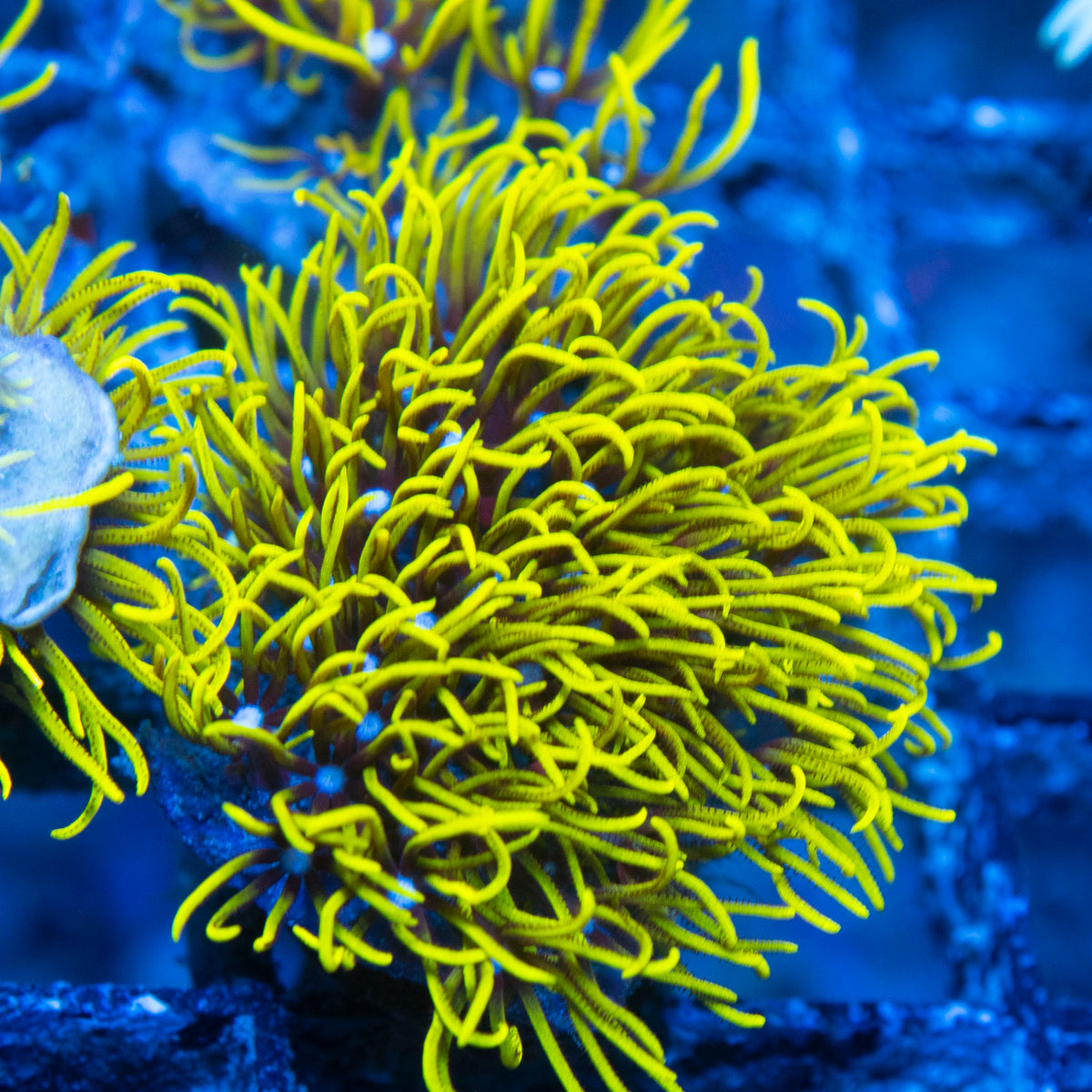 Green Star Polyp live reef coral - AquaGemCorals