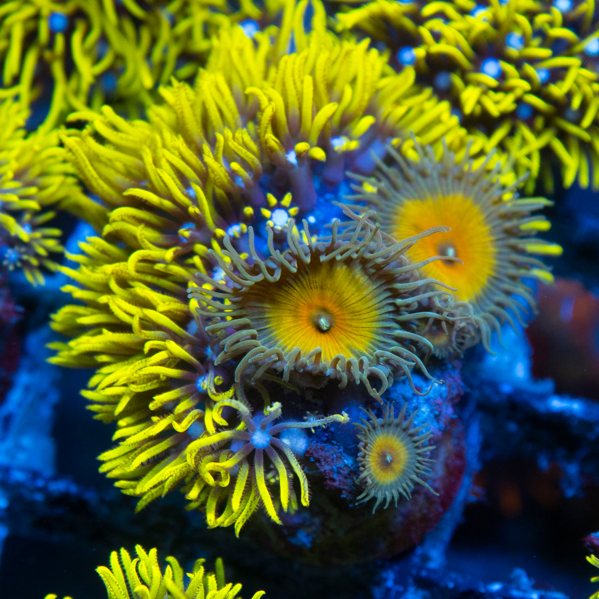 Green Star Polyp live reef coral - AquaGemCorals