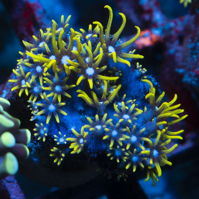 Green Star Polyps live coral for reef aquarium
