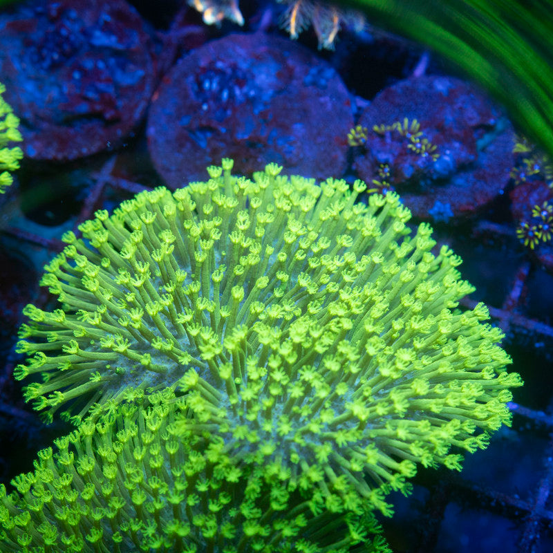 Green Toadstool