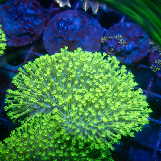 Green Toadstool