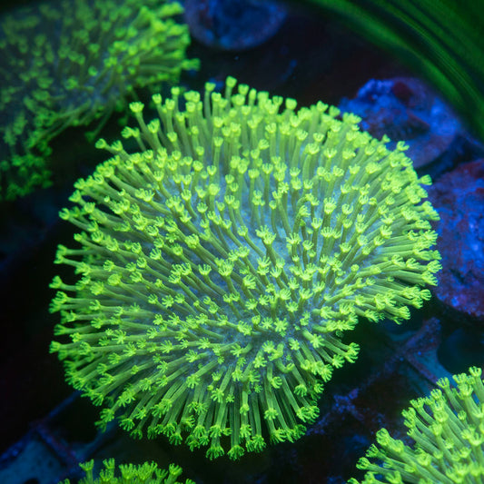 Green Toadstool