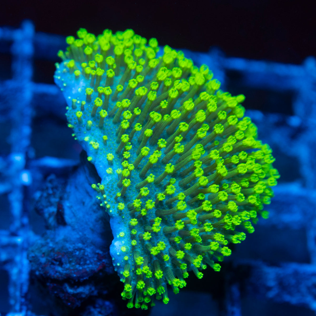 Green Toadstool live reef coral - AquaGemCorals
