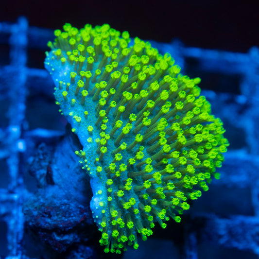 Green Toadstool live reef coral - AquaGemCorals