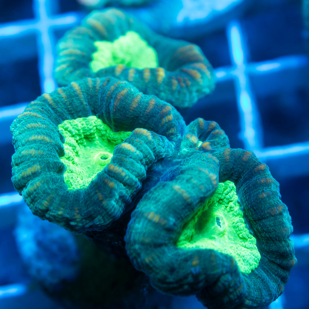 Green Trumpet live reef coral - AquaGemCorals