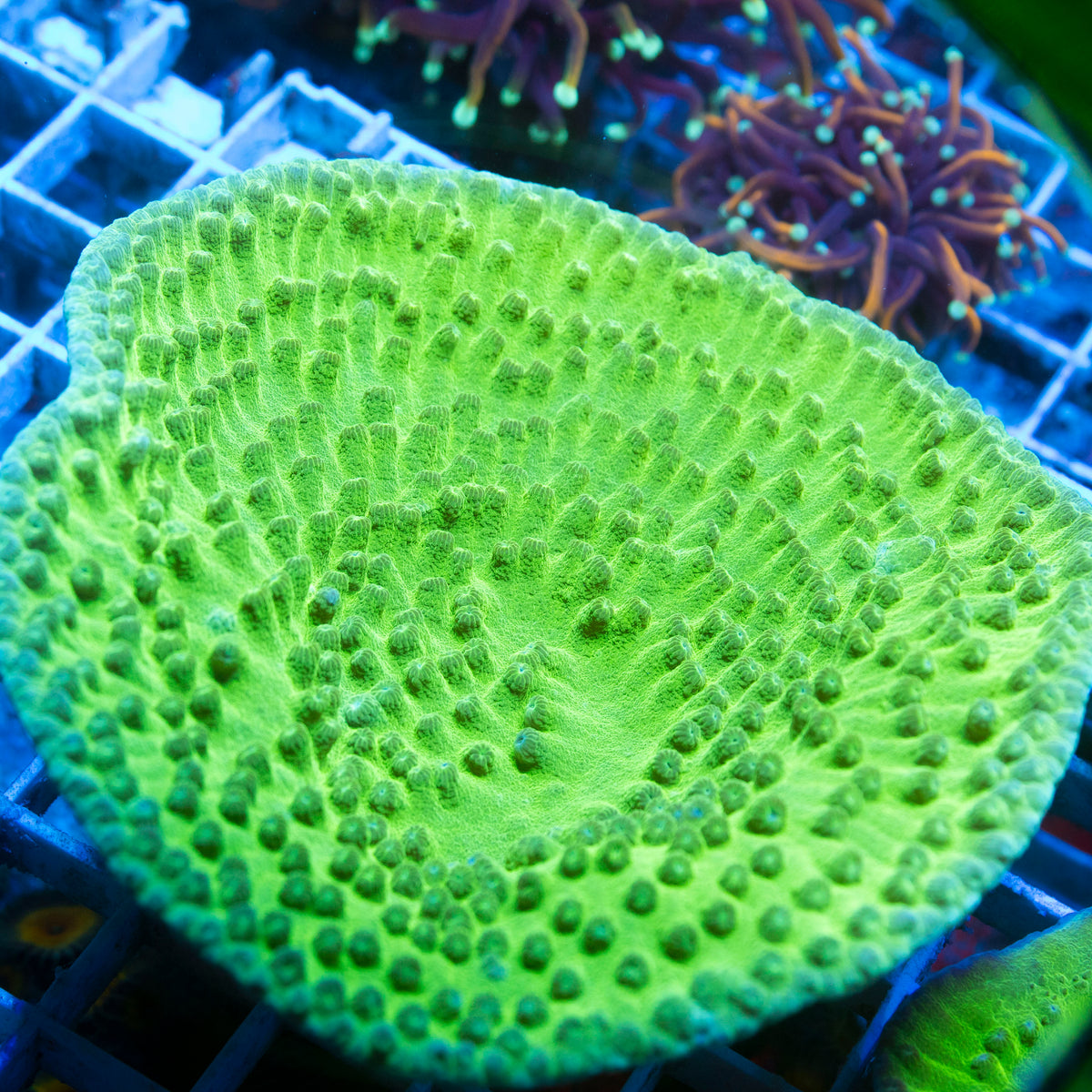 Green Turbinaria live reef coral - AquaGemCorals