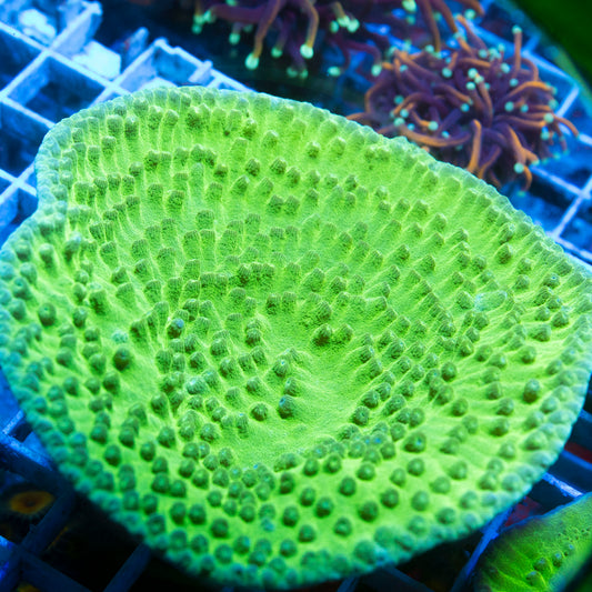 Green Turbinaria live reef coral - AquaGemCorals