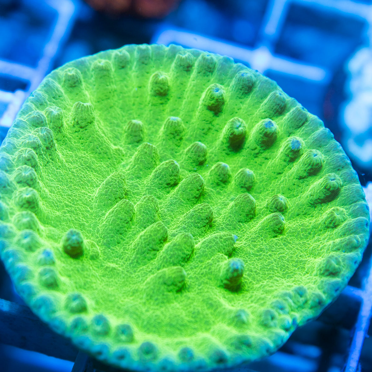 Green Turbinaria live reef coral - AquaGemCorals