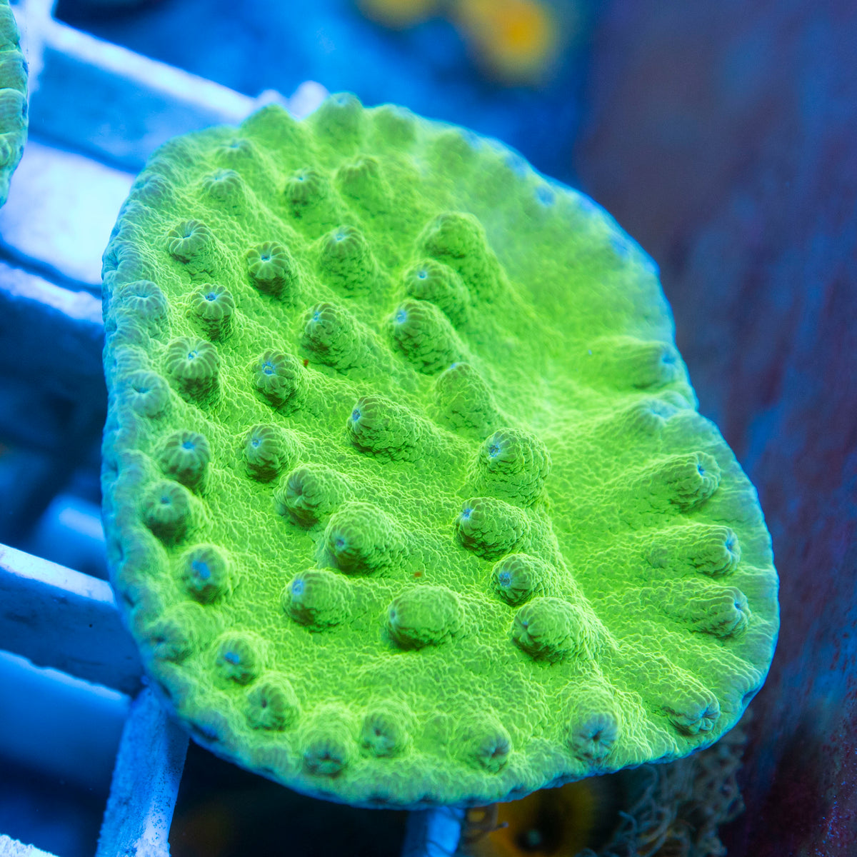 Green Turbinaria live reef coral - AquaGemCorals