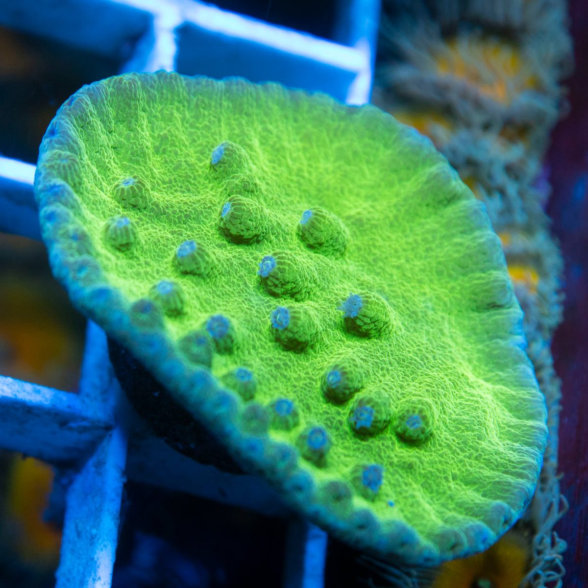 Green Turbinaria live reef coral - AquaGemCorals