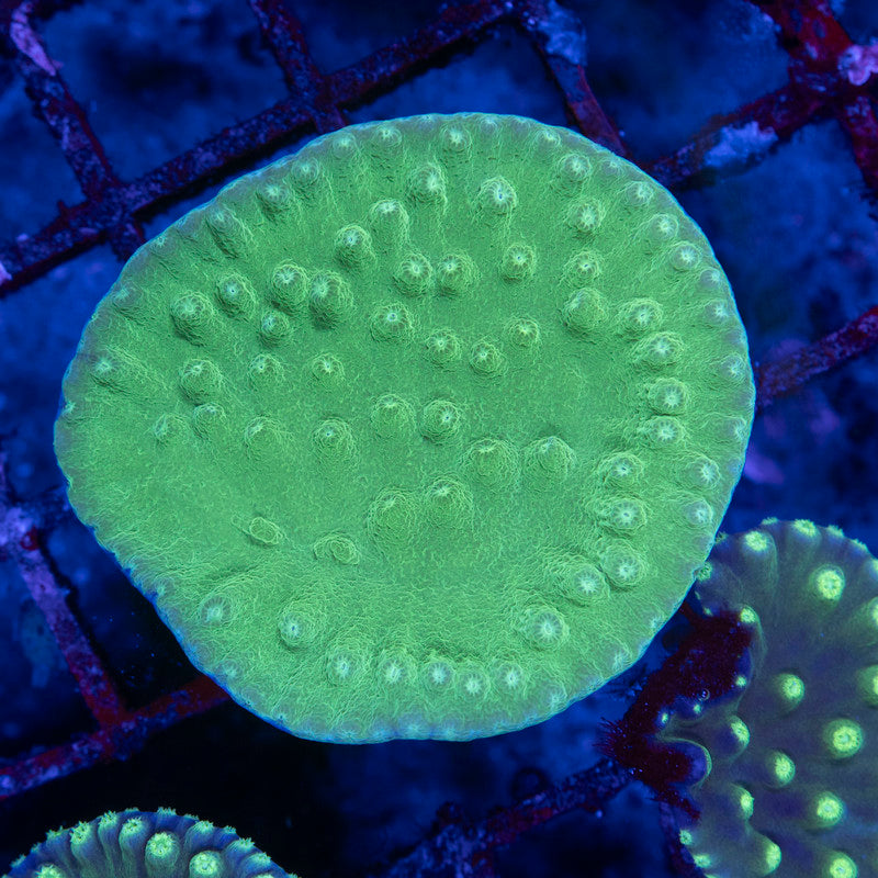 Green Turbinaria - AquaGemCorals
