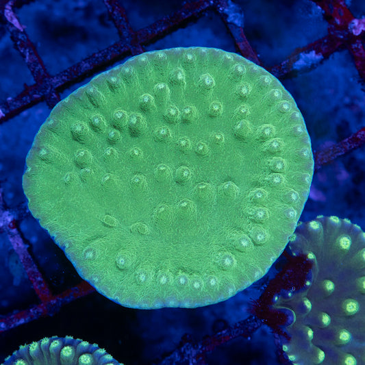 Green Turbinaria - AquaGemCorals